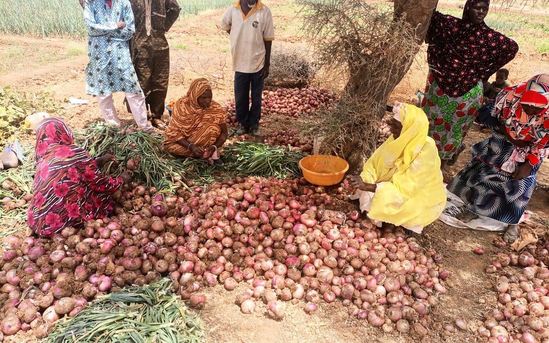 Healthy Onion Harvest