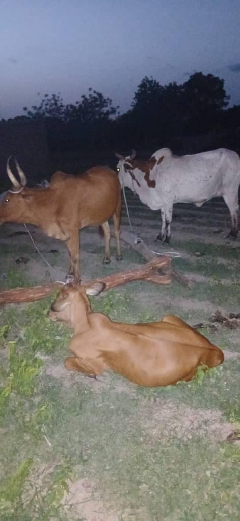 Cattle & Bulls