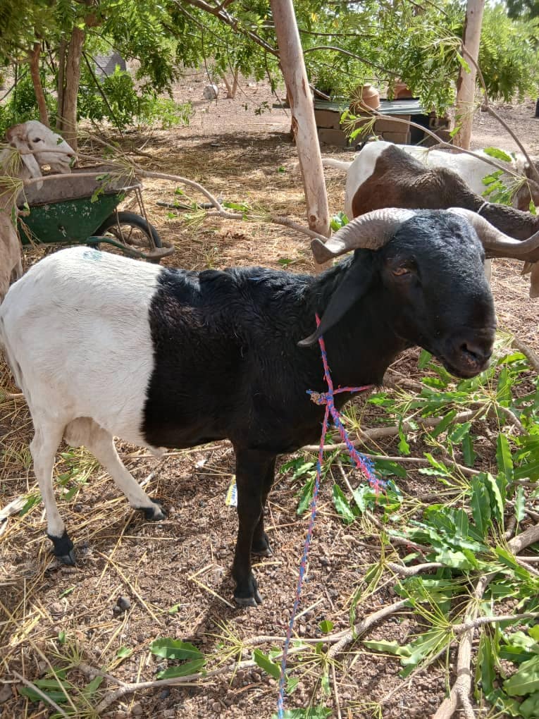 Goat