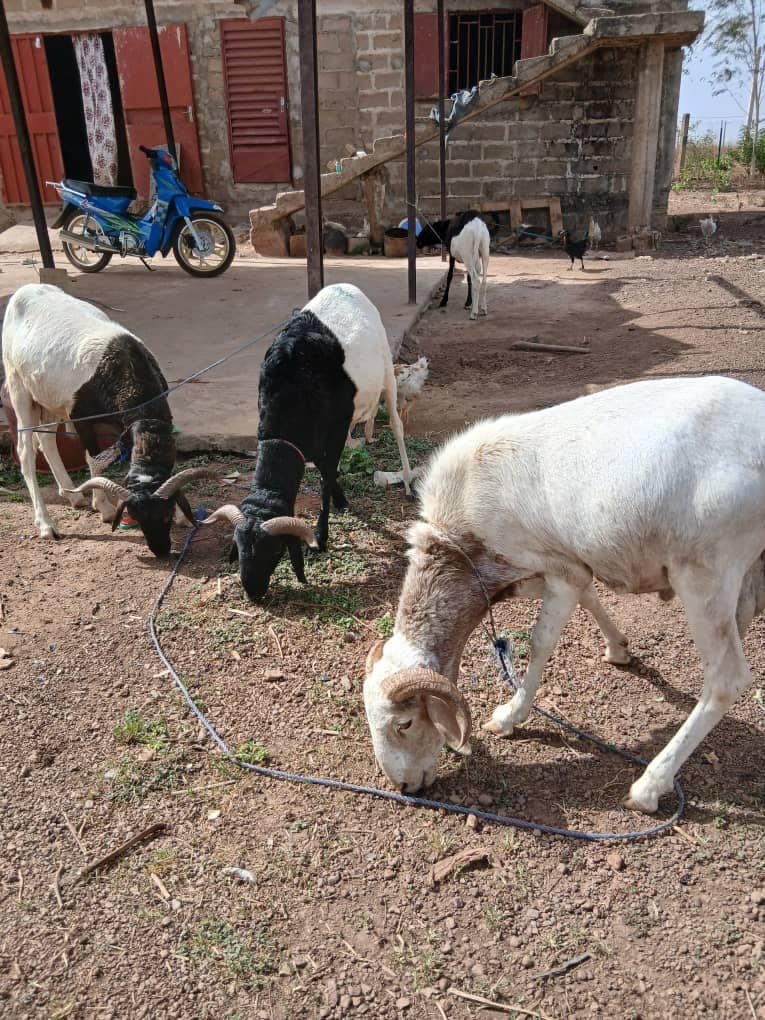 Goats